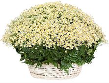 Цветочная композиция из Ромашки в корзине #REPLACE_PRED# Светлополянске