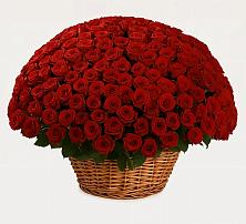 Премиум букет из: Розы в Светлополянске